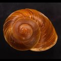 ダイオウマイマイ