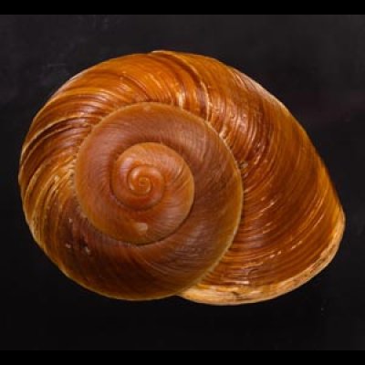 ダイオウマイマイ Ryssota otaheitanafig.1