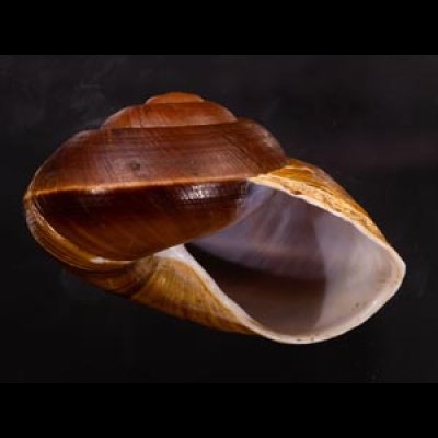 ダイオウマイマイ Ryssota otaheitanafig.2