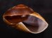 ダイオウマイマイ Ryssota otaheitanafig.2