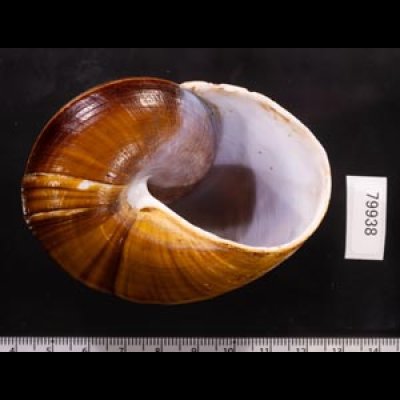 ダイオウマイマイ Ryssota otaheitanafig.3