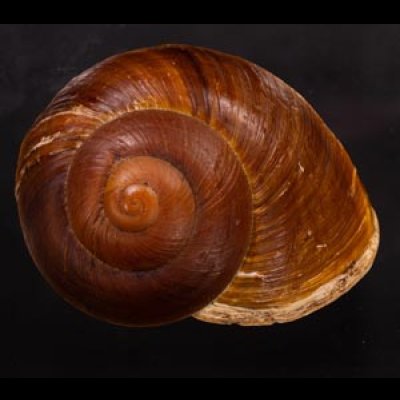 ダイオウマイマイ Ryssota otaheitanafig.1
