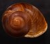 ダイオウマイマイ Ryssota otaheitanafig.1