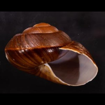 ダイオウマイマイ Ryssota otaheitanafig.2