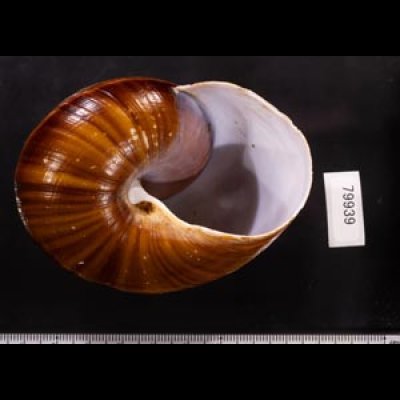 ダイオウマイマイ Ryssota otaheitanafig.3