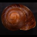 ダイオウマイマイ