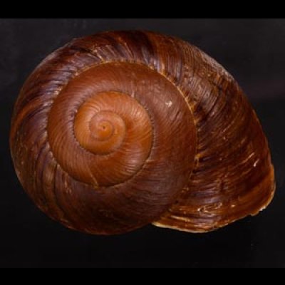 ダイオウマイマイ Ryssota otaheitanafig.1