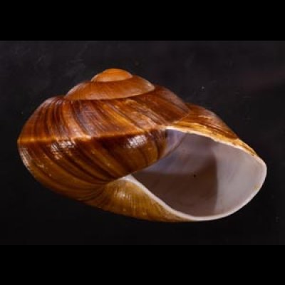 ダイオウマイマイ Ryssota otaheitanafig.2