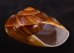 ダイオウマイマイ Ryssota otaheitanafig.2