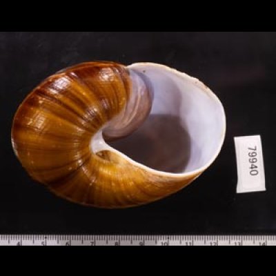 ダイオウマイマイ Ryssota otaheitanafig.3