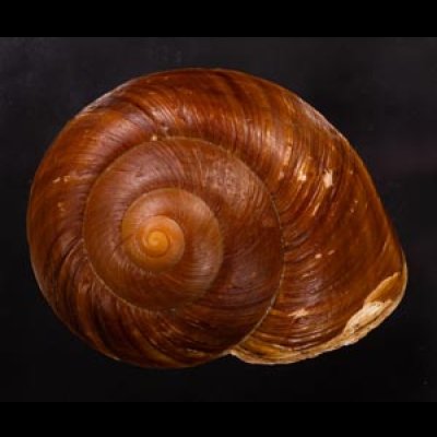 ダイオウマイマイ Ryssota otaheitanafig.1