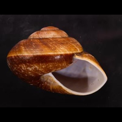 ダイオウマイマイ Ryssota otaheitanafig.2