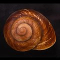 ダイオウマイマイ
