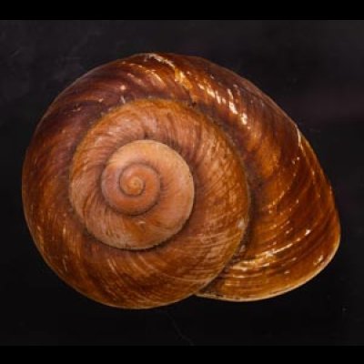 ダイオウマイマイ Ryssota otaheitanafig.1