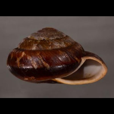 カドバリエンママイマイ Ryssota quadrasifig.2