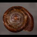 カドバリエンママイマイ