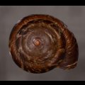カドバリエンママイマイ