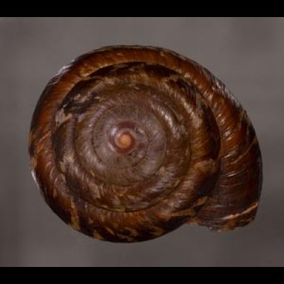 カドバリエンママイマイ Ryssota quadrasifig.1
