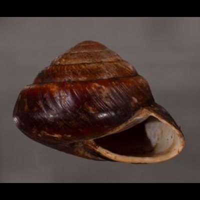 カドバリエンママイマイ Ryssota quadrasifig.2