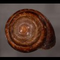 カドバリエンママイマイ