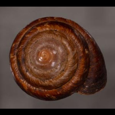 カドバリエンママイマイ Ryssota quadrasifig.1