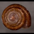 カドバリエンママイマイ