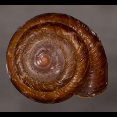 カドバリエンママイマイ Ryssota quadrasifig.1