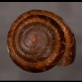 カドバリエンママイマイ