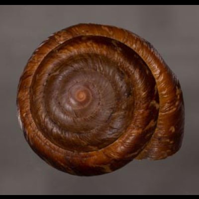 カドバリエンママイマイ Ryssota quadrasifig.1