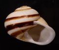 Calocochlia albaiensis アルバイカスリマイマイ(Cotabato)