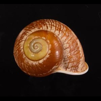 アデヤカカスリマイマイ Calocochlia pulcherrimafig.1