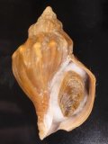Neptunea arthritica ヒメエゾボラ