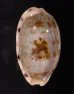 アリスンエダカラ Blasicrura teres alisonaefig.1