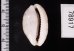 アリスンエダカラ Blasicrura teres alisonaefig.2