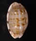 アリスンエダカラ Blasicrura teres alisonaefig.1