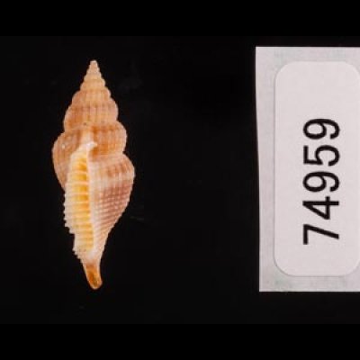 トゲカゴメソデ Varicospira crispatafig.3