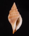 Varicospira crispata トゲカゴメソデ