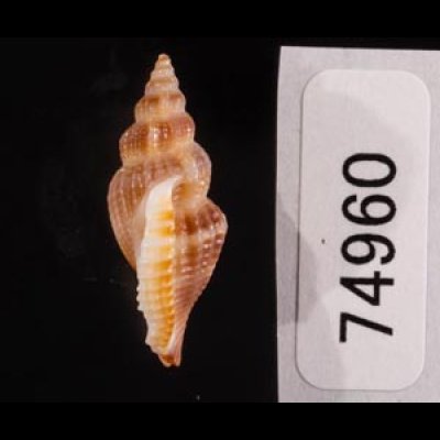トゲカゴメソデ Varicospira crispatafig.3