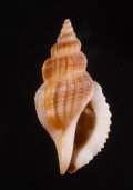 Varicospira crispata トゲカゴメソデ