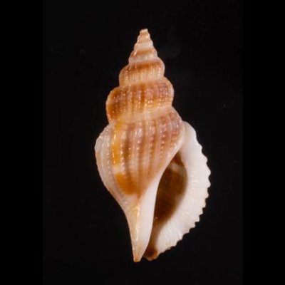 トゲカゴメソデ Varicospira crispatafig.1