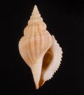 Varicospira crispata トゲカゴメソデ