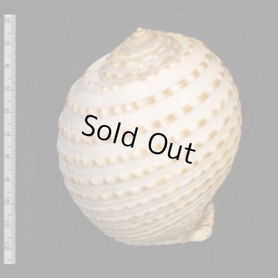 画像2: ウズラミヤシロ