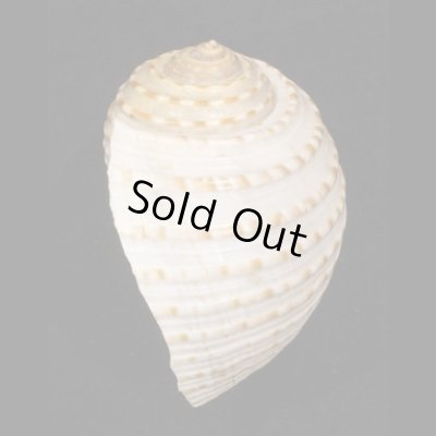 画像3: ウズラミヤシロ