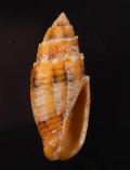 Nebularia puncticulata キバフデ 牙筆