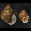 シナタニシ