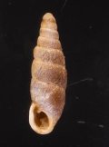 Hemiphaedusa similaris niga ムラサキクチジロギセル (仮称)