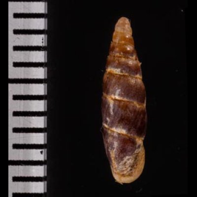 ブントクギセル Hemiphaedusa wenderifig.2