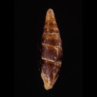 ブントクギセル Hemiphaedusa wenderifig.3