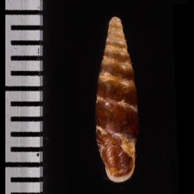 ブントクギセル Hemiphaedusa wenderifig.2