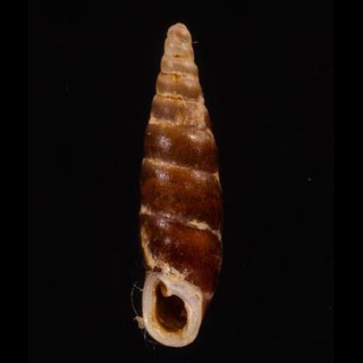 ブントクギセル Hemiphaedusa wenderifig.1